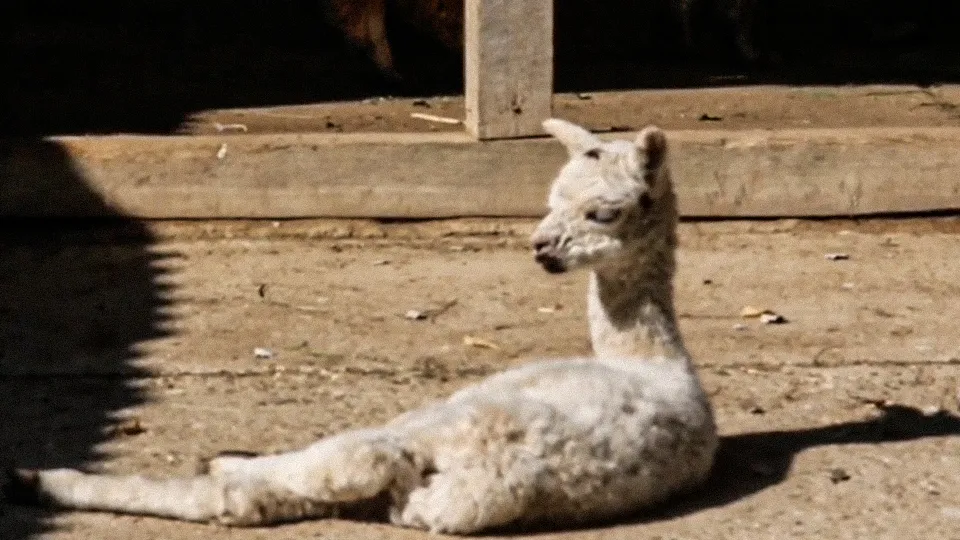 Фото: Центр Воспроизводства редких животных