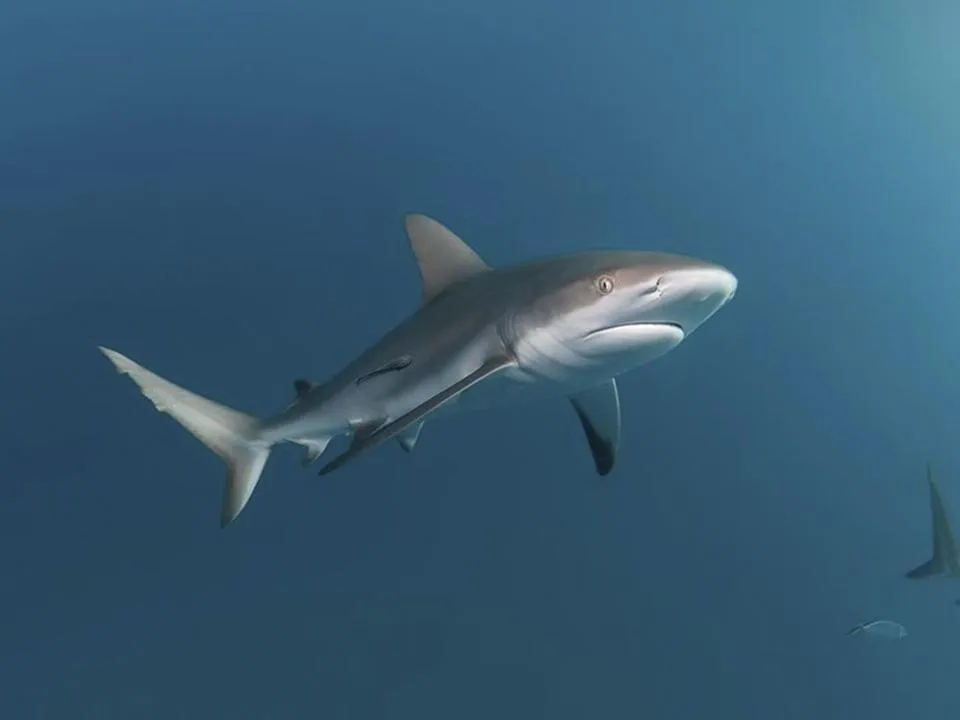 «Ни одной версии достоверной вы не найдете»: нападение акулы на туриста в Египте не было связано с брачным периодом