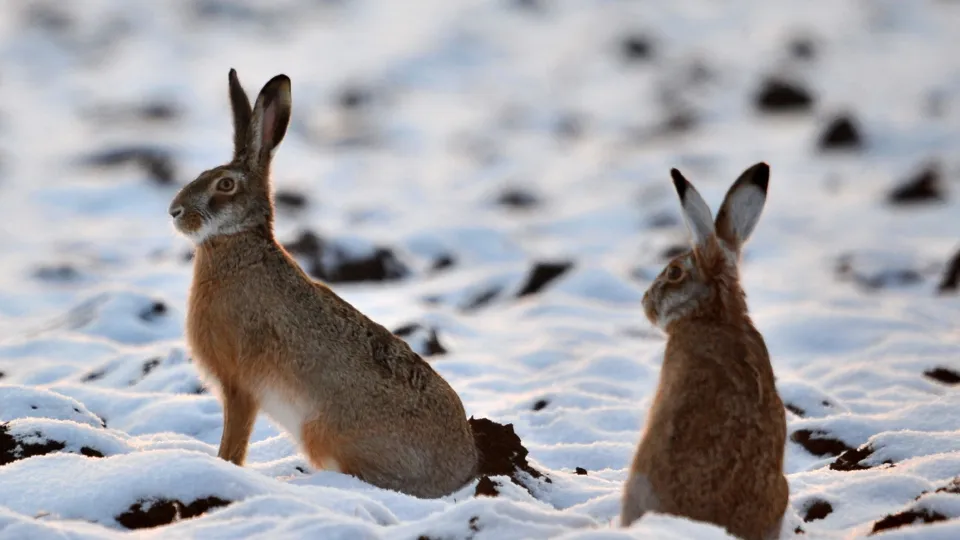 Фото: TASS/EPA/Attila Kovacs
