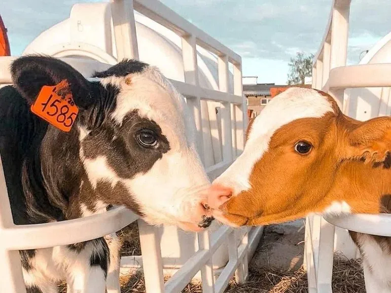 Фото: пресс-служба губернатора и правительства Московской области