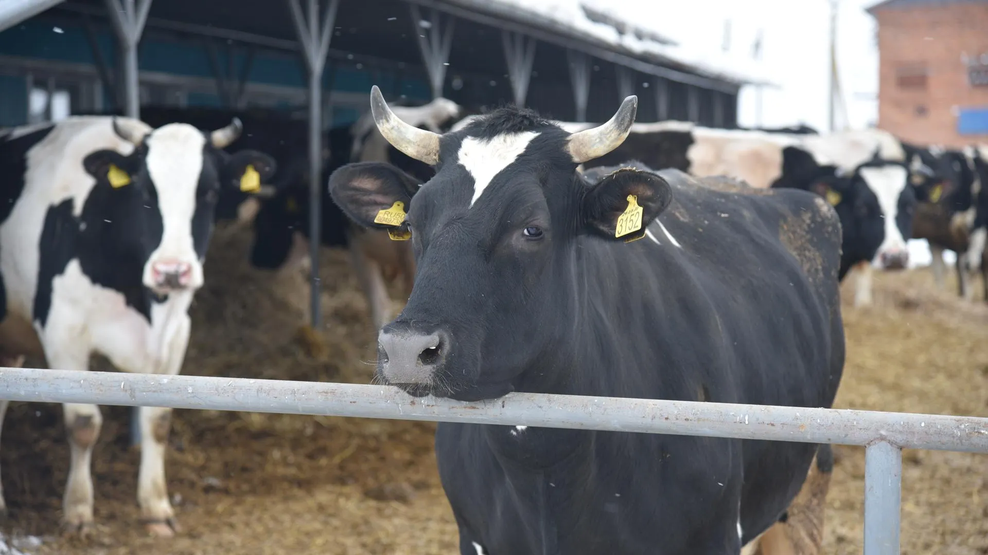Владимир Останин
