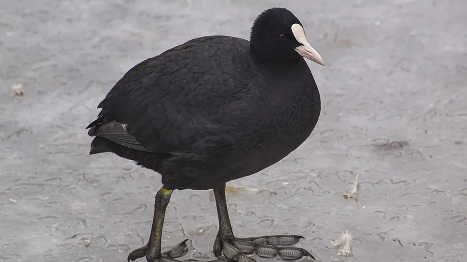 Фото: istockphoto.com/Niklas Storm