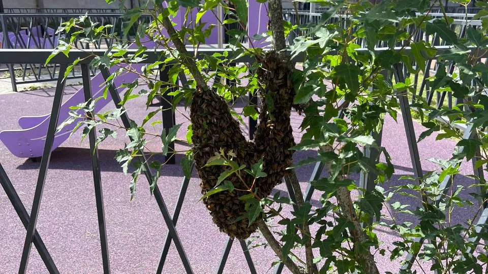 Фото: t.me/tomilinopark_lyu