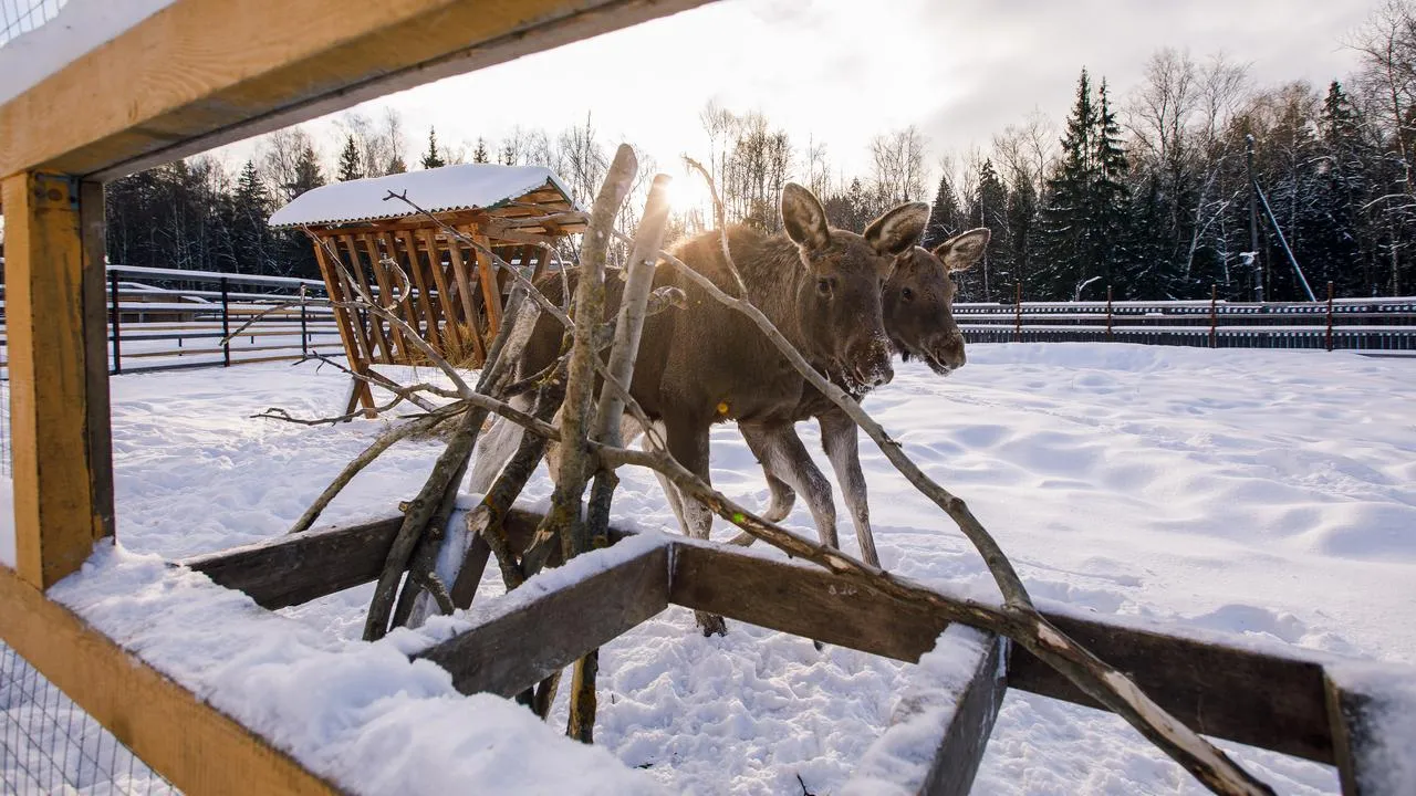 медиасток.рф