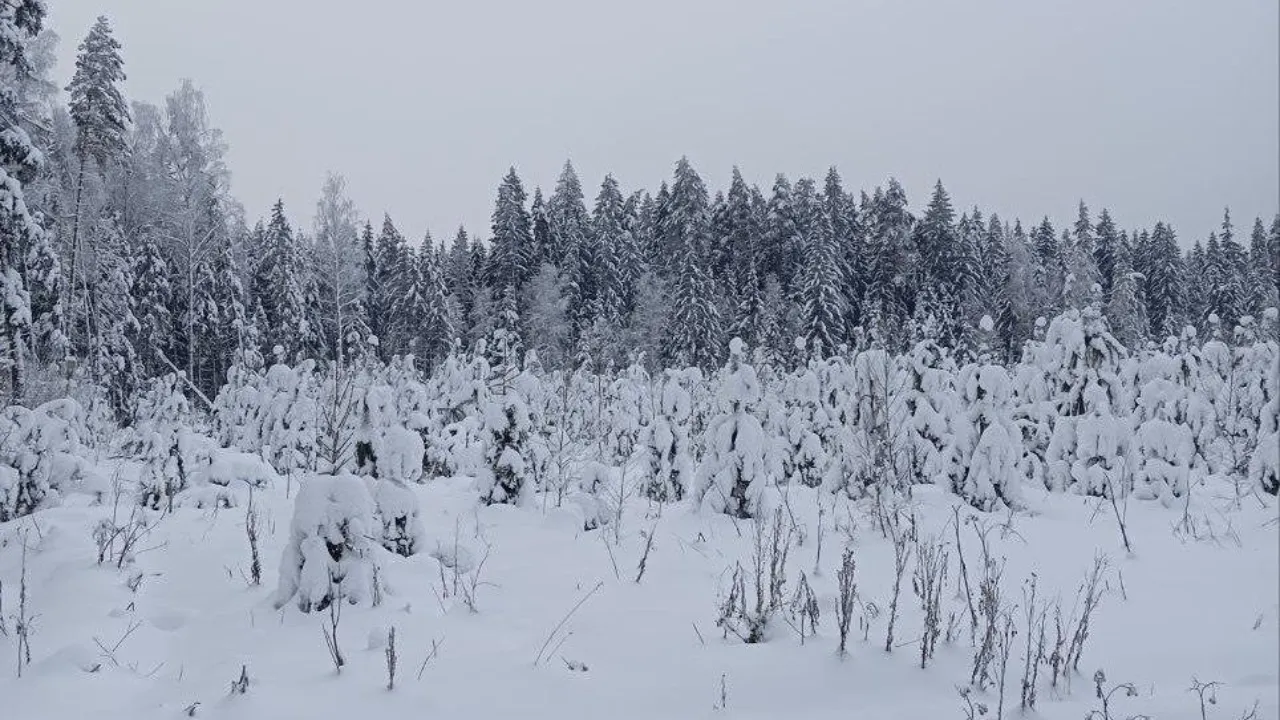 Комитет лесного хозяйства Московской области
