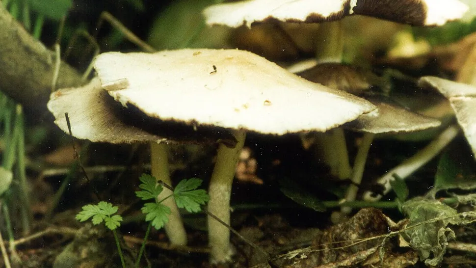 Фото: ИТАР-ТАСС/Михаил Рогозин