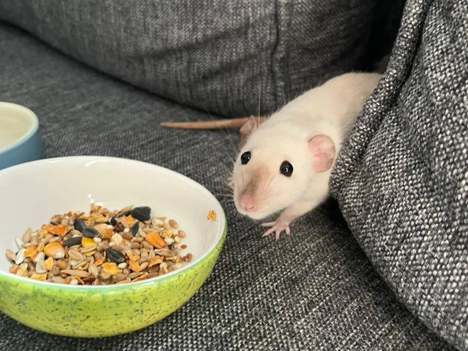 Сейчас крысы в безопасности. Фото: группа волонтеров ЖК «Пригород Лесное»