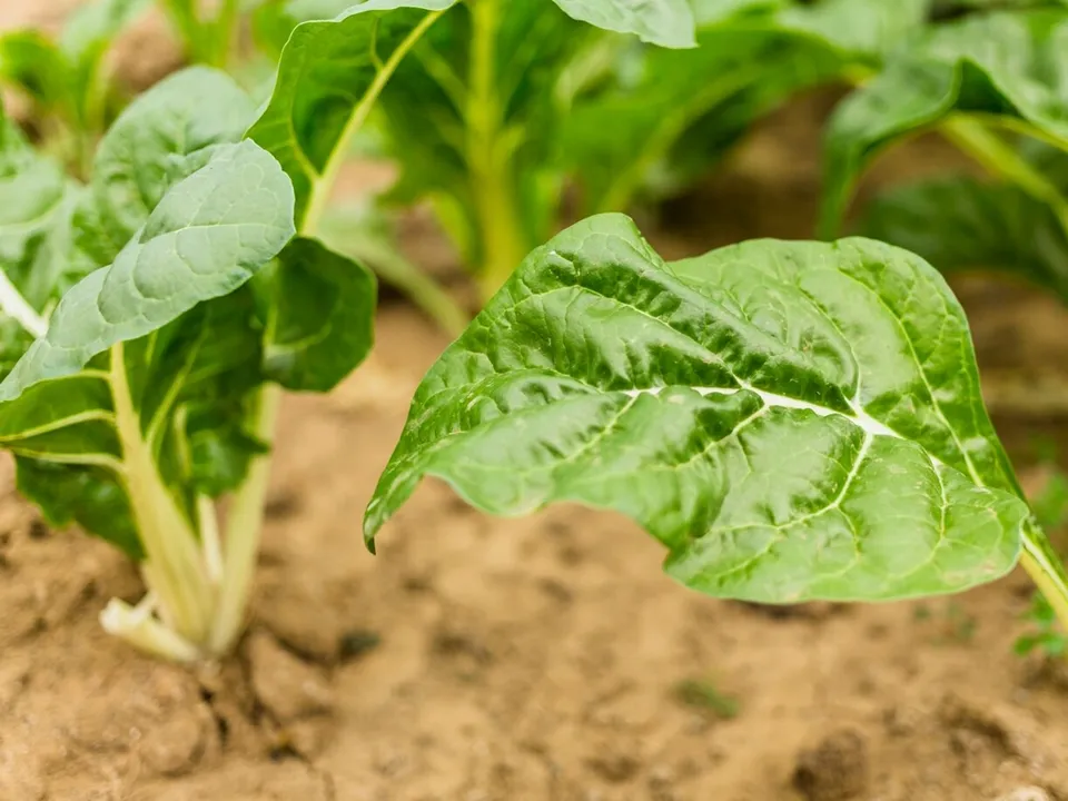 Фото: freepik.com