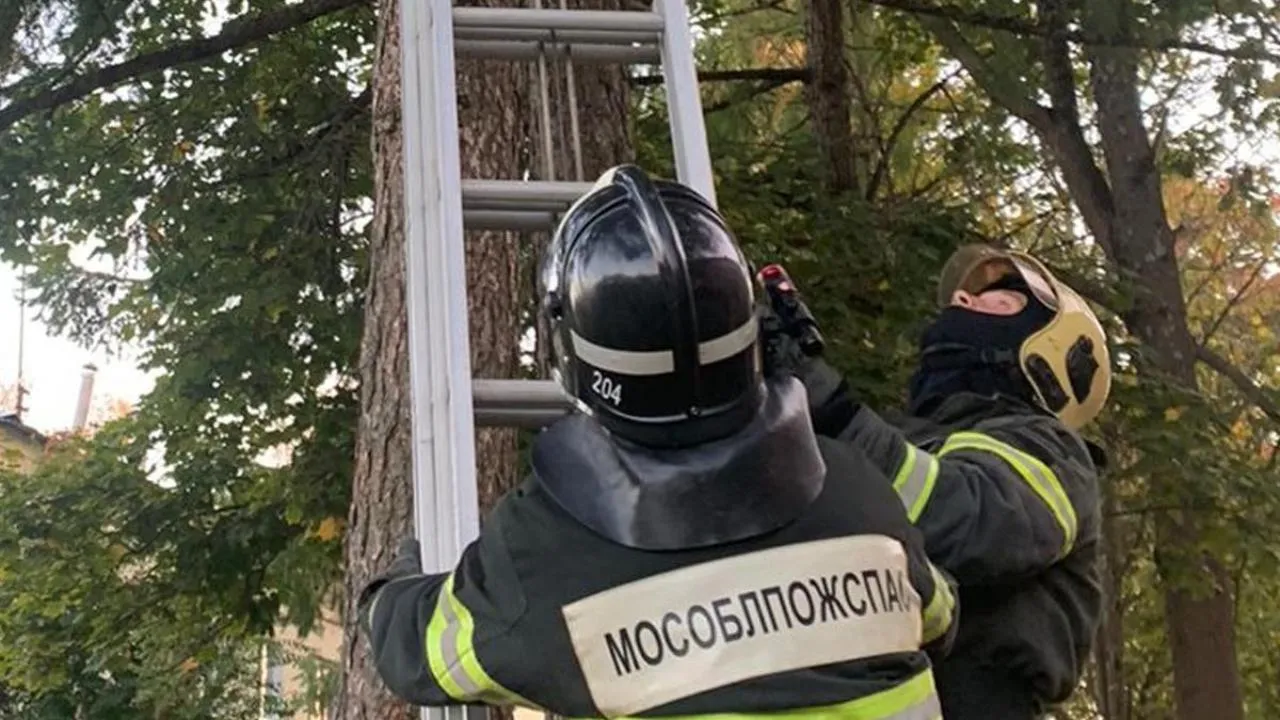 Подмосковные спасатели сняли с дерева кошку, просидевшую там два дня
