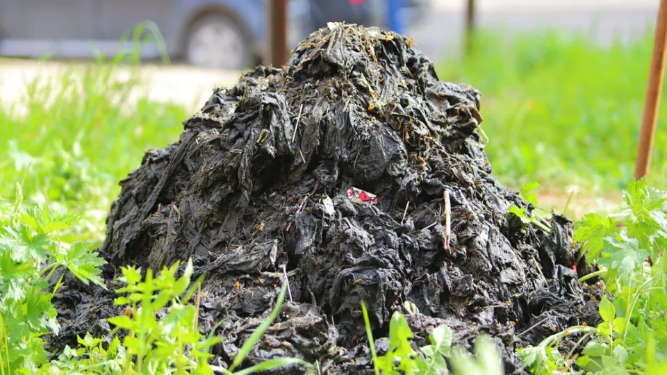 Фото: пресс-служба администрации г.о. Кашира