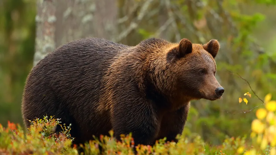 Фото: istockphoto.com/AntonioGuillem