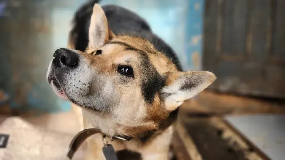 телеканал «Дубна»