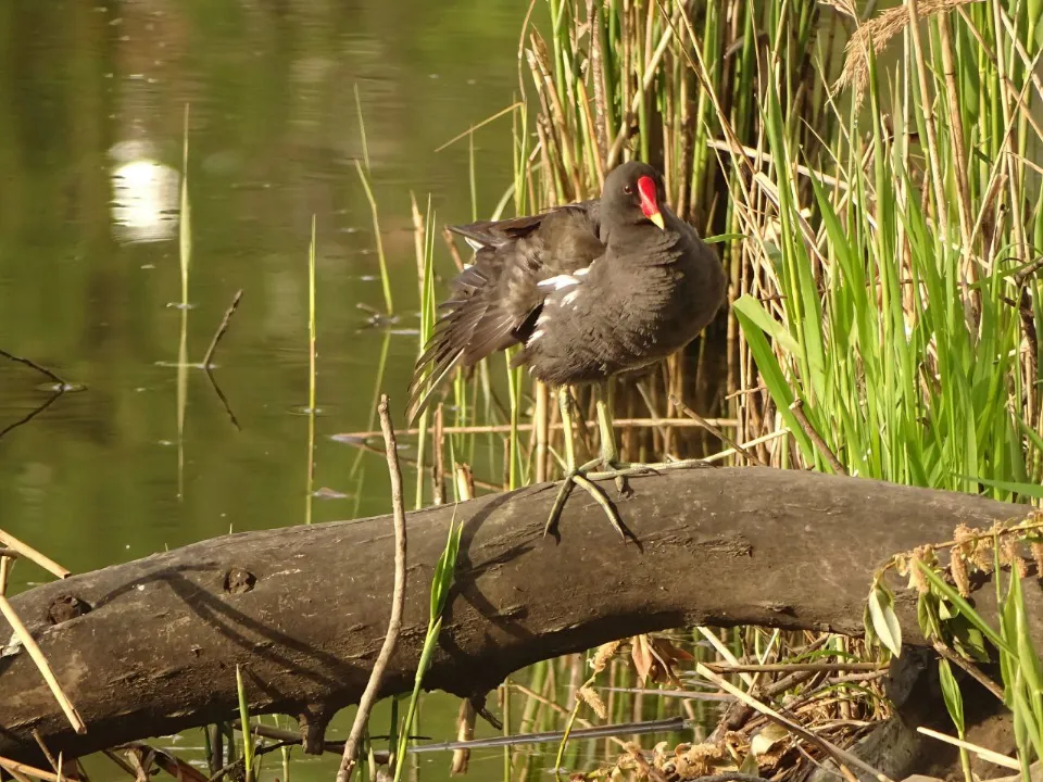 Фото: t.me/priroda_butovo