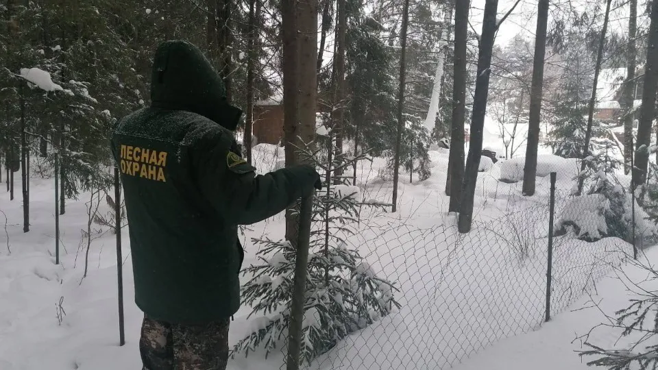 Фото: Комитет лесного хозяйства  Московской области