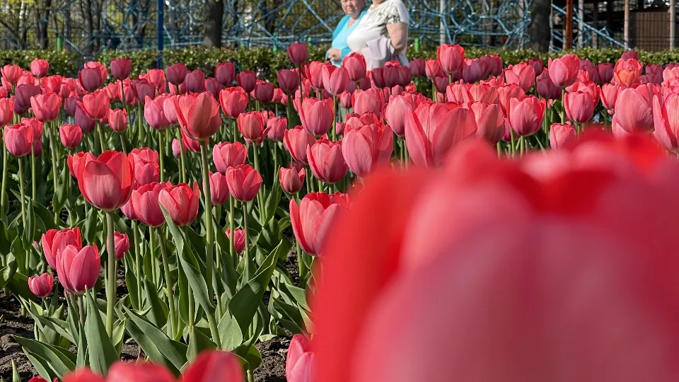 Фото: МедиаБанк Подмосковья/Никита Сморкалов