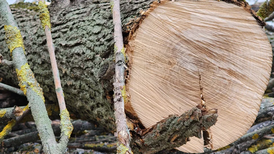 Фото: МедиаБанк Подмосковья/Андрей Семибратов