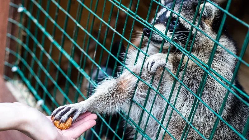 Жители Королева выселили из подвала контактный зоопарк