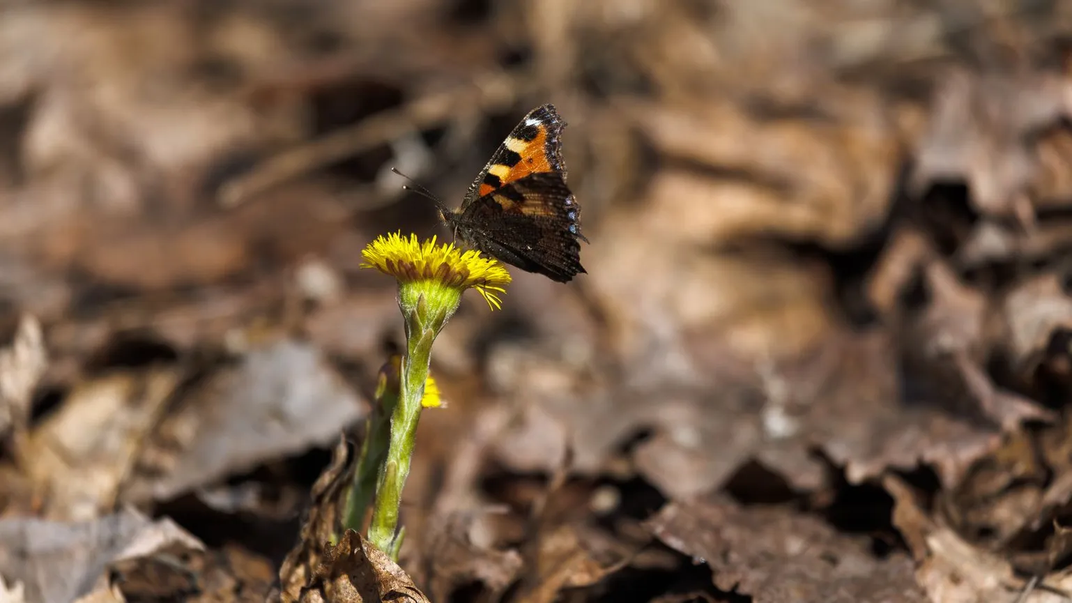 медиасток.рф