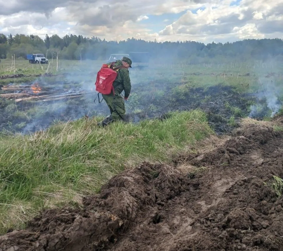 Фото: Комитет лесного хозяйства Московской области
