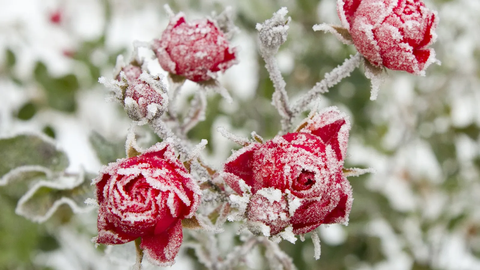 Фото: freepik.com