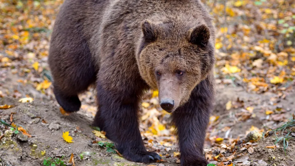 Фото: istockphoto.com/Nataliia_Melnychuk