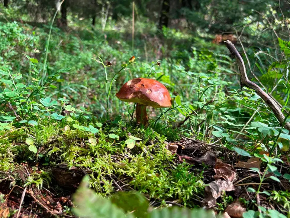 Фото: REGIONS/Анастасия Кульшенко