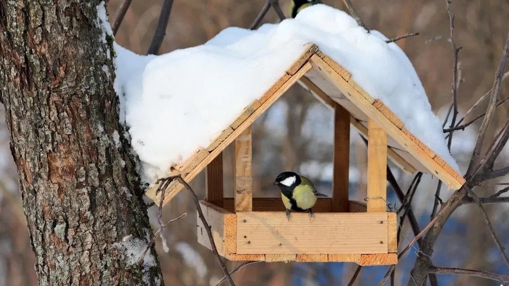 Фото из открытых источников