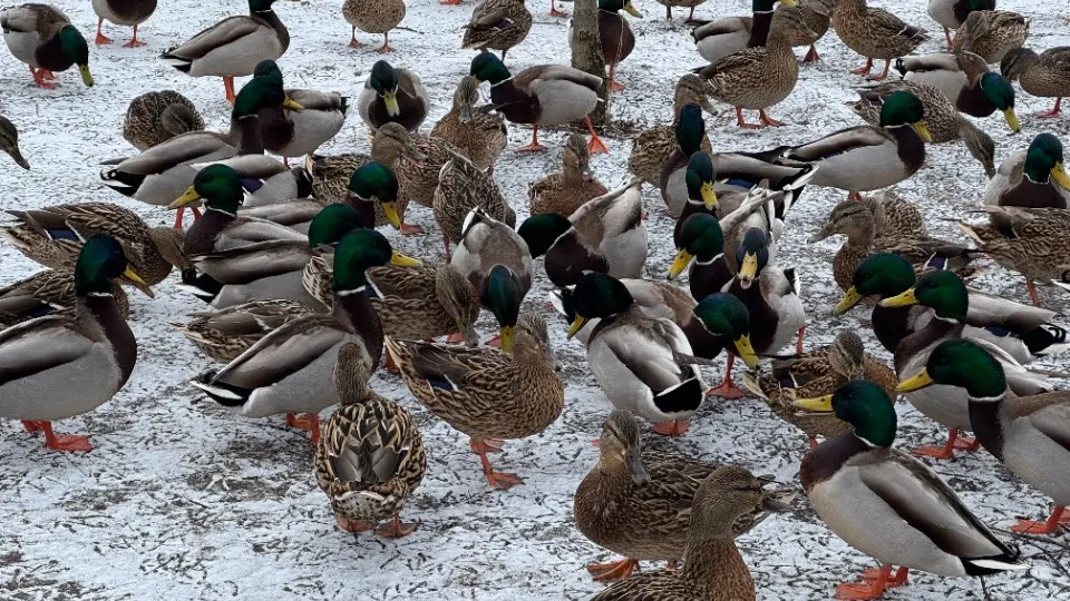 Фото: МедиаБанк Подмосковья/Виктория Фортуна