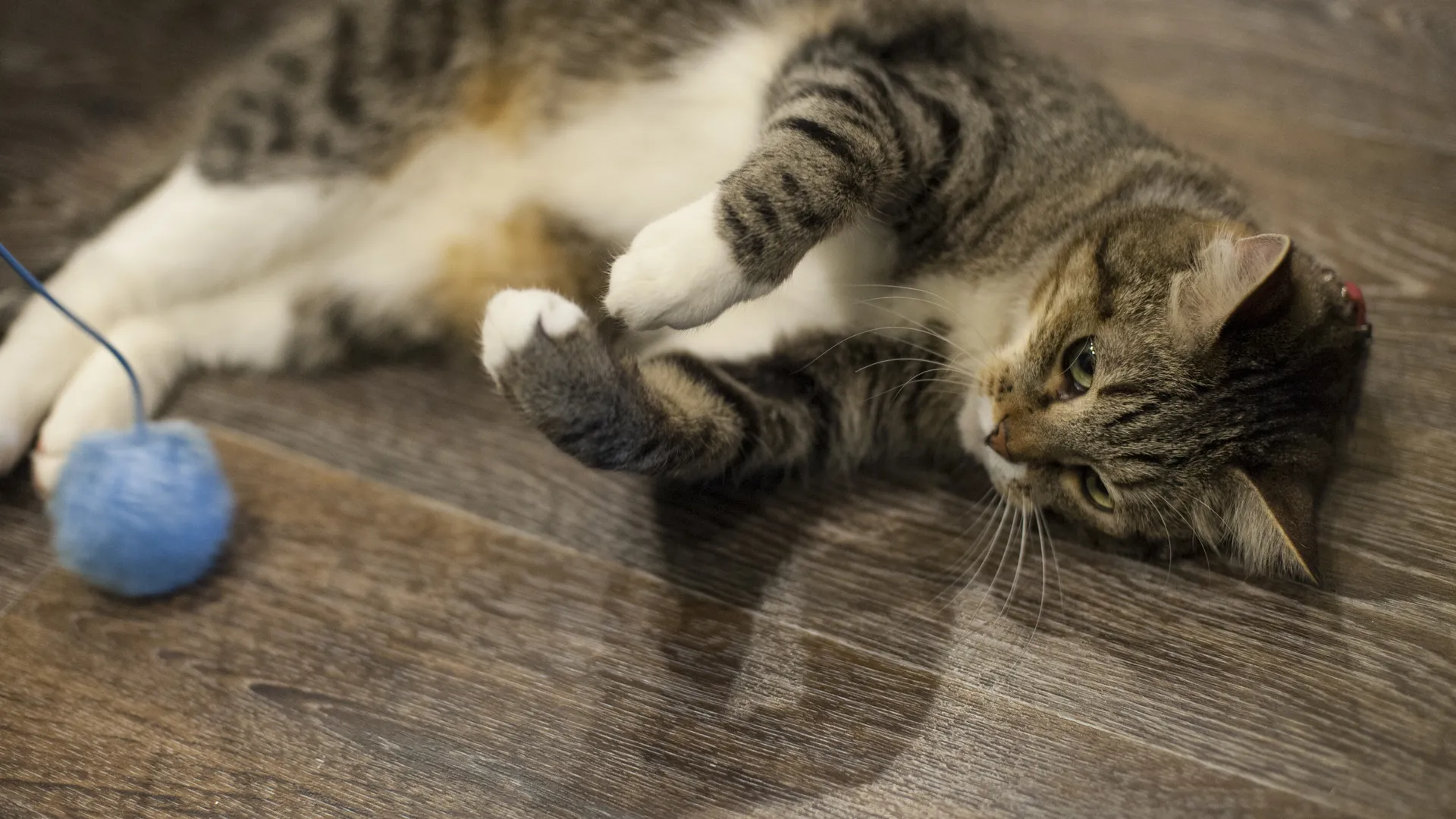 Котокафе «Котики и люди» в Москве