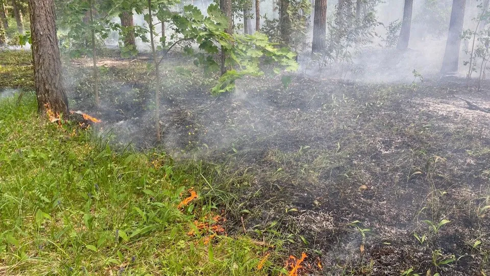 Фото: Комитет лесного хозяйства Московской области