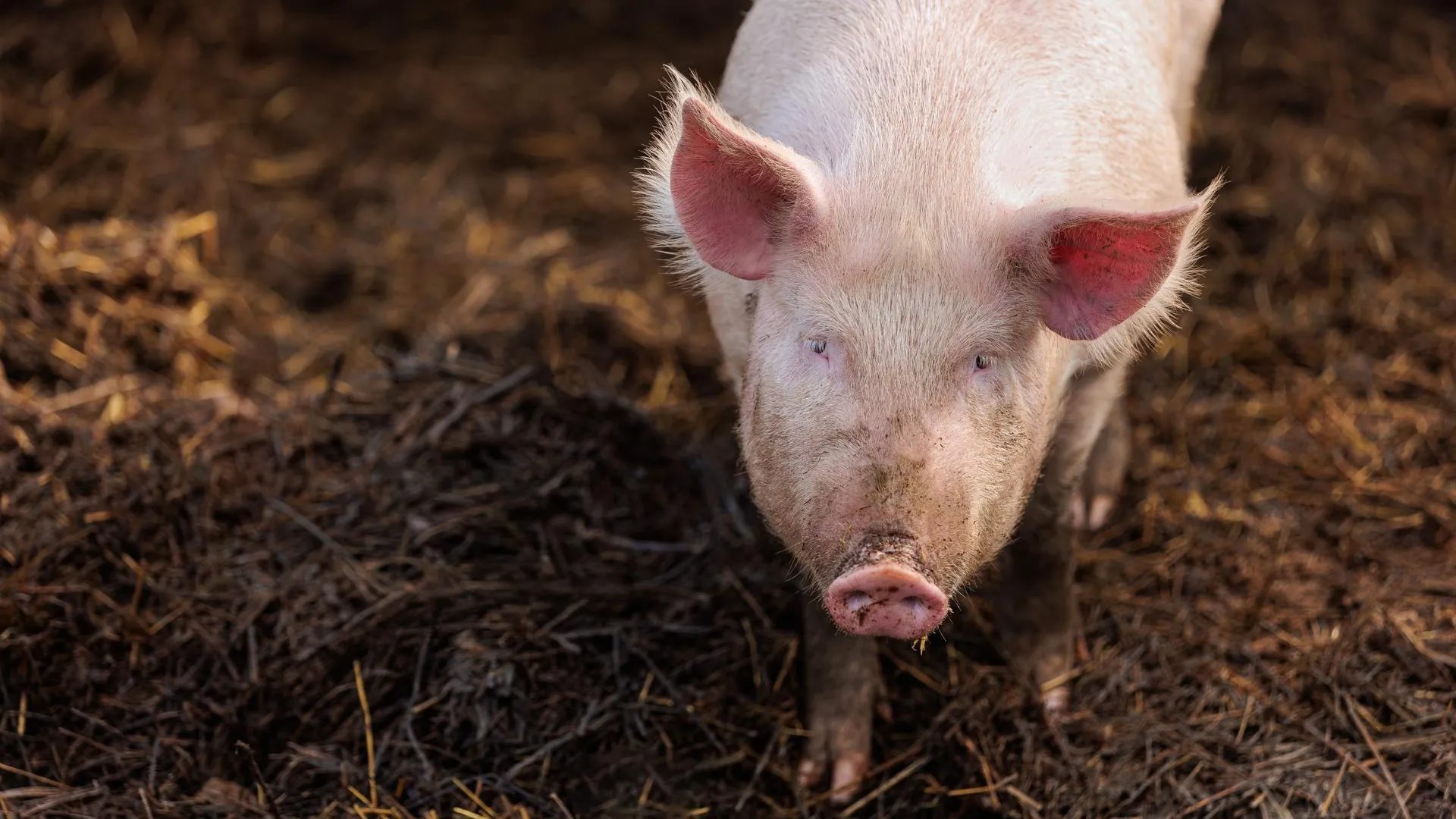 медиасток.рф