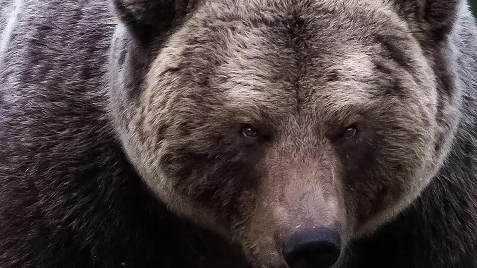 Фото: сommons.wikimedia/Frank Vassen