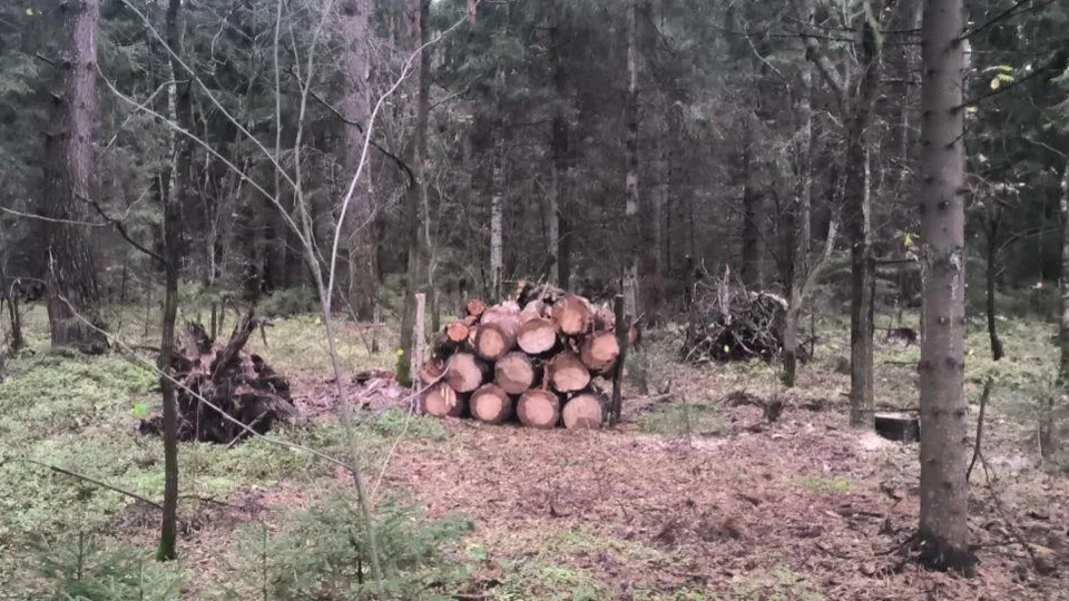 Фото: Комитет лесного хозяйства МО