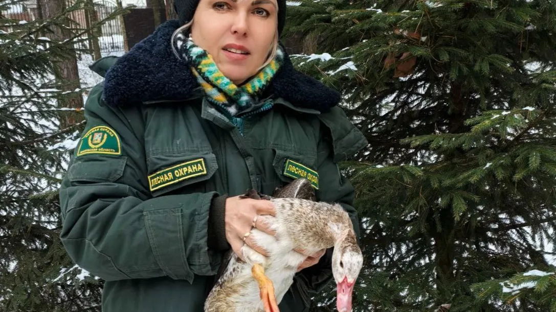 Фото: ГКУ МО «Мособллес»