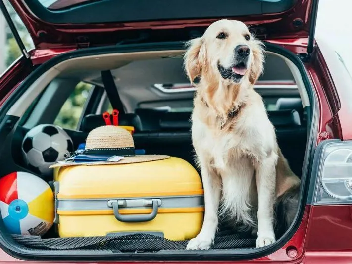  Кинолог рассказала, что важно знать при путешествии с собакой 