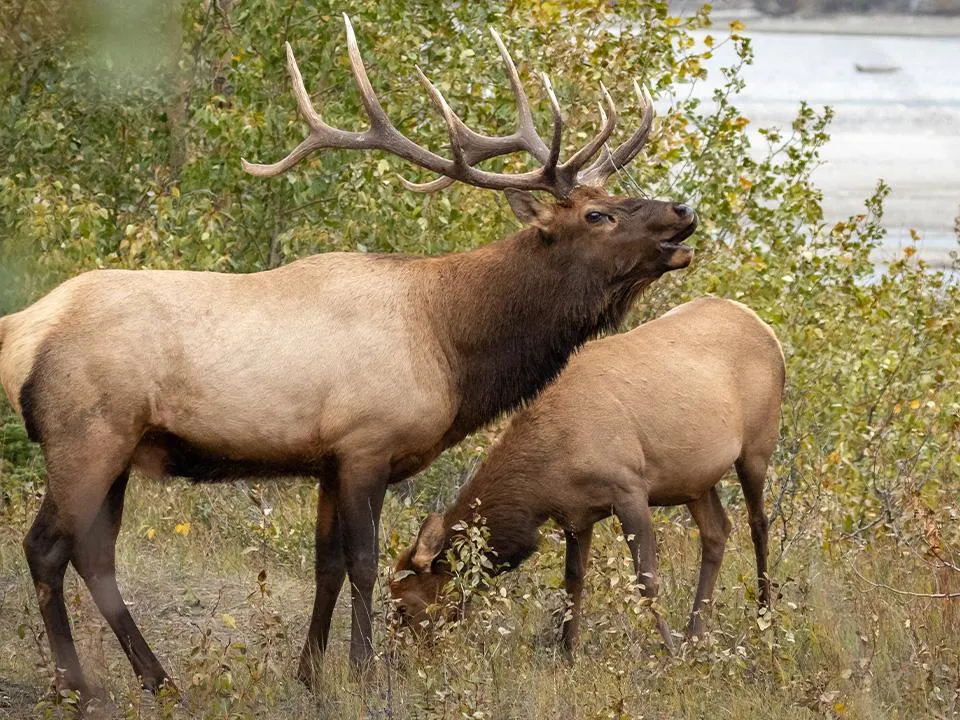 «Самки становятся агрессивными»: молодых лосей заметили в Одинцове
