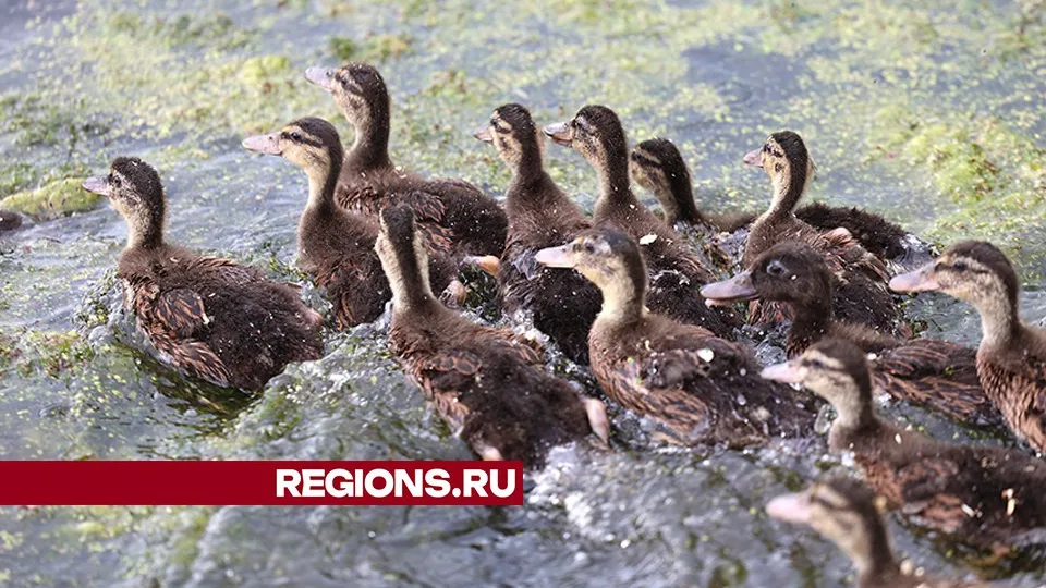 Фото: REGIONS/Ольга Пятикрестовская