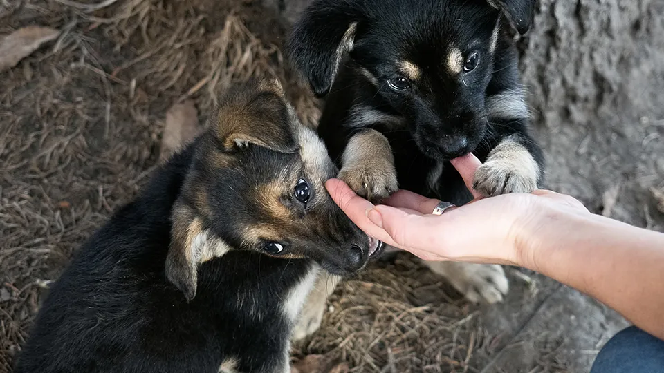 Фото: istockphoto.com/Solomiia Kratsylo