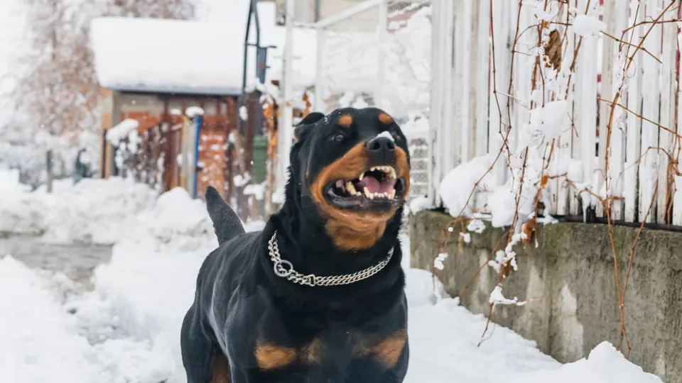 Фото: istockphoto.com/ProfessionalStudioImages