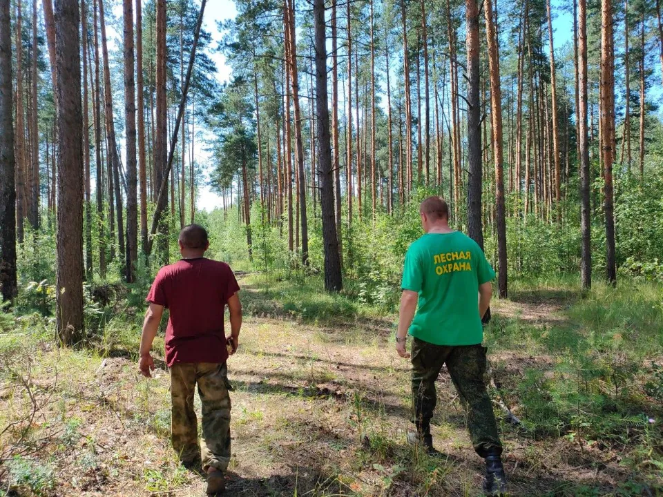 Фото: Комитет лесного хозяйства Московской области