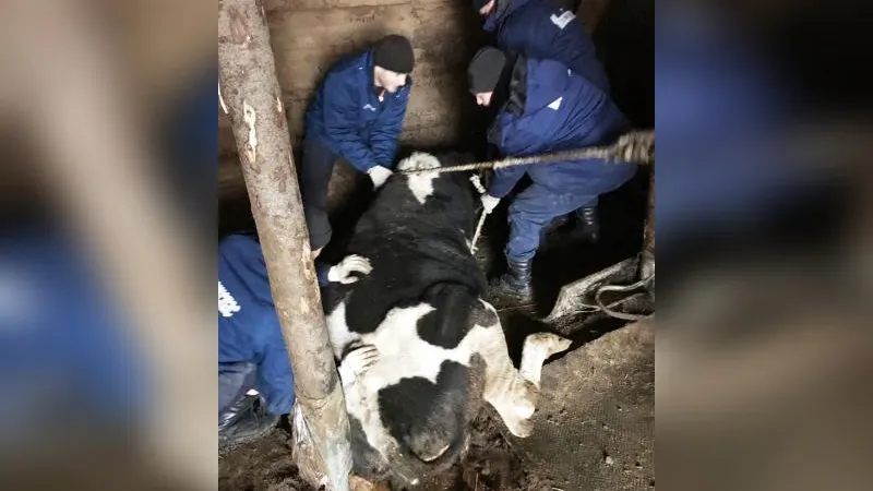 Стельную корову, упавшую в яму, спасли в Раменском районе