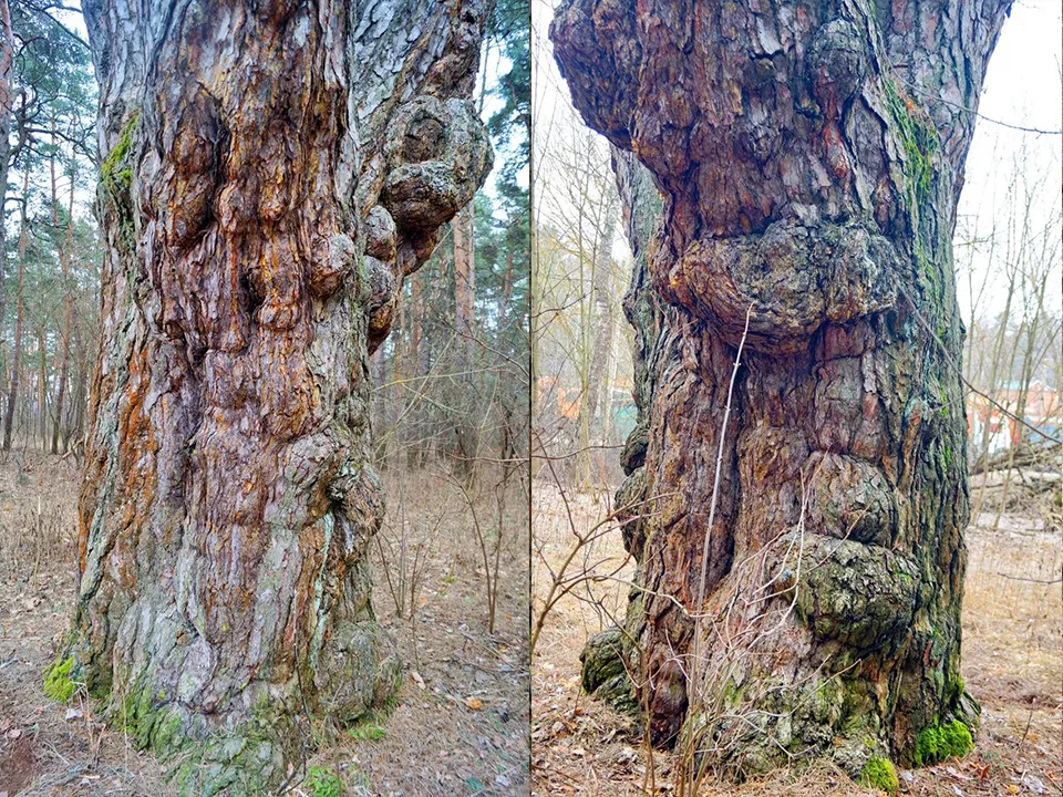 Фото: Комитет лесного хозяйства МО