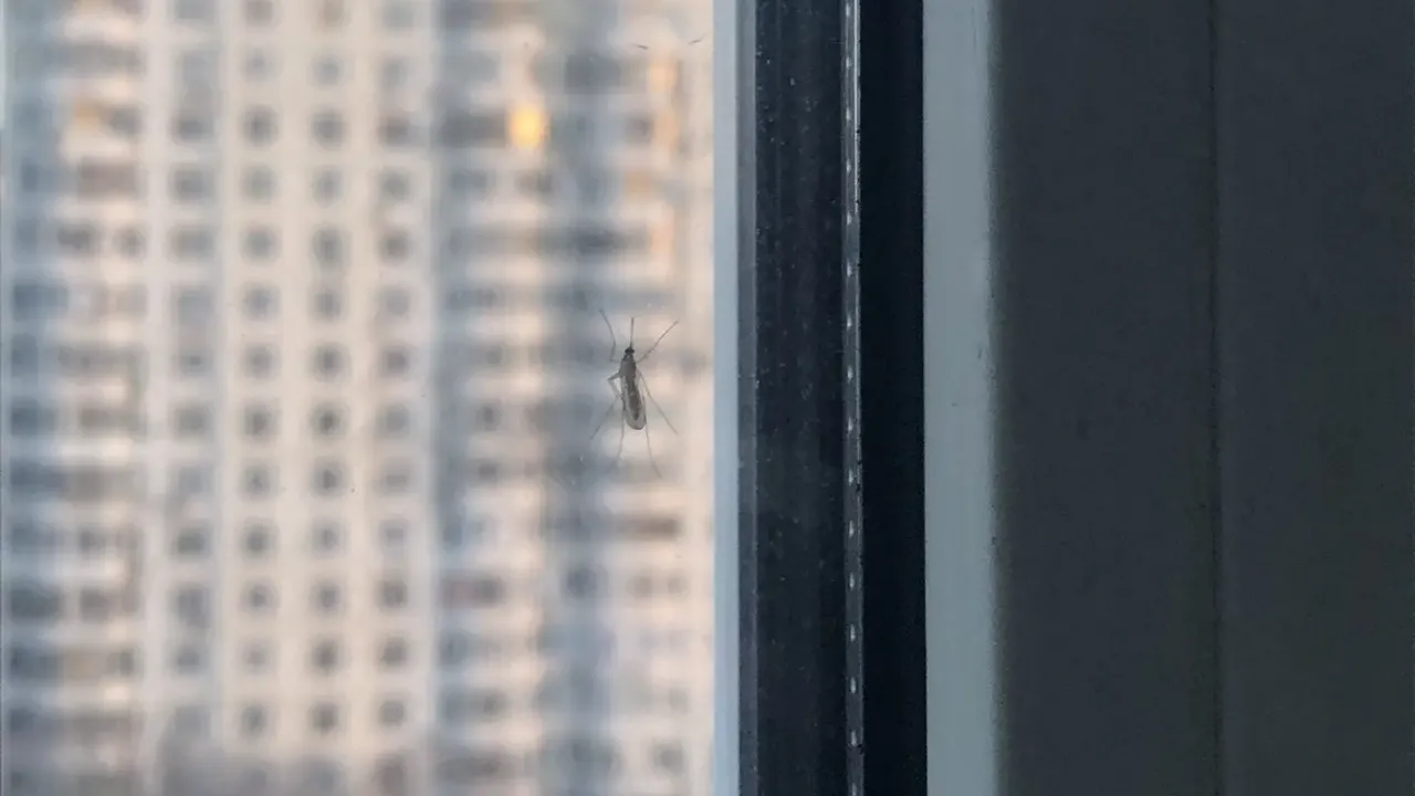 REGIONS/Дарья Назарова