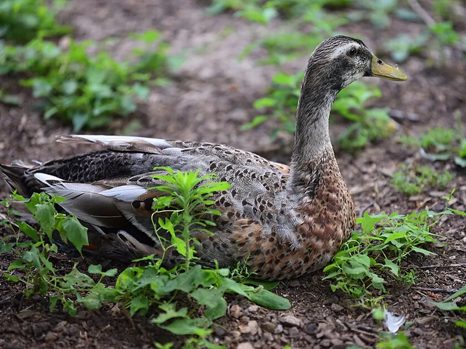 Фото: commons.wikimedia/R. J. Mathar