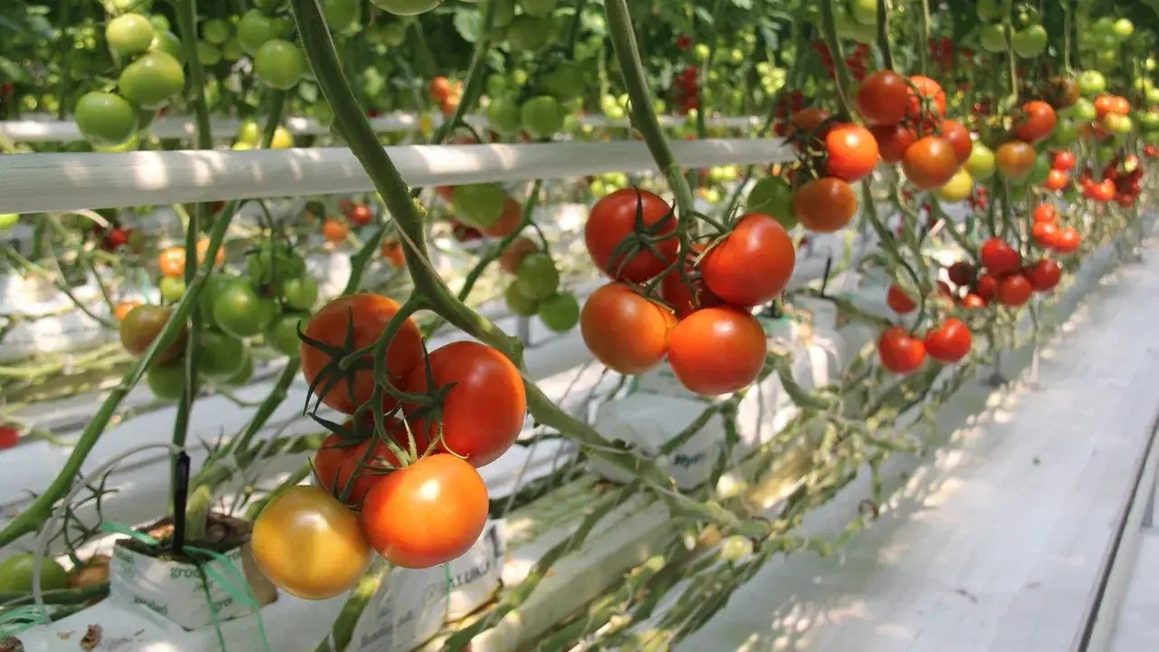 Фото: ТК "Подмосковье"