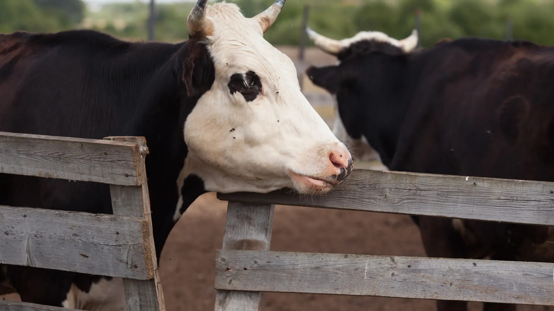 Работа фермерского хозяйства