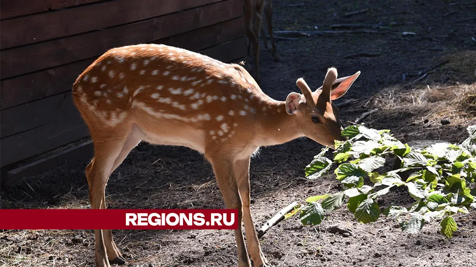 Фото: Владимир Останин