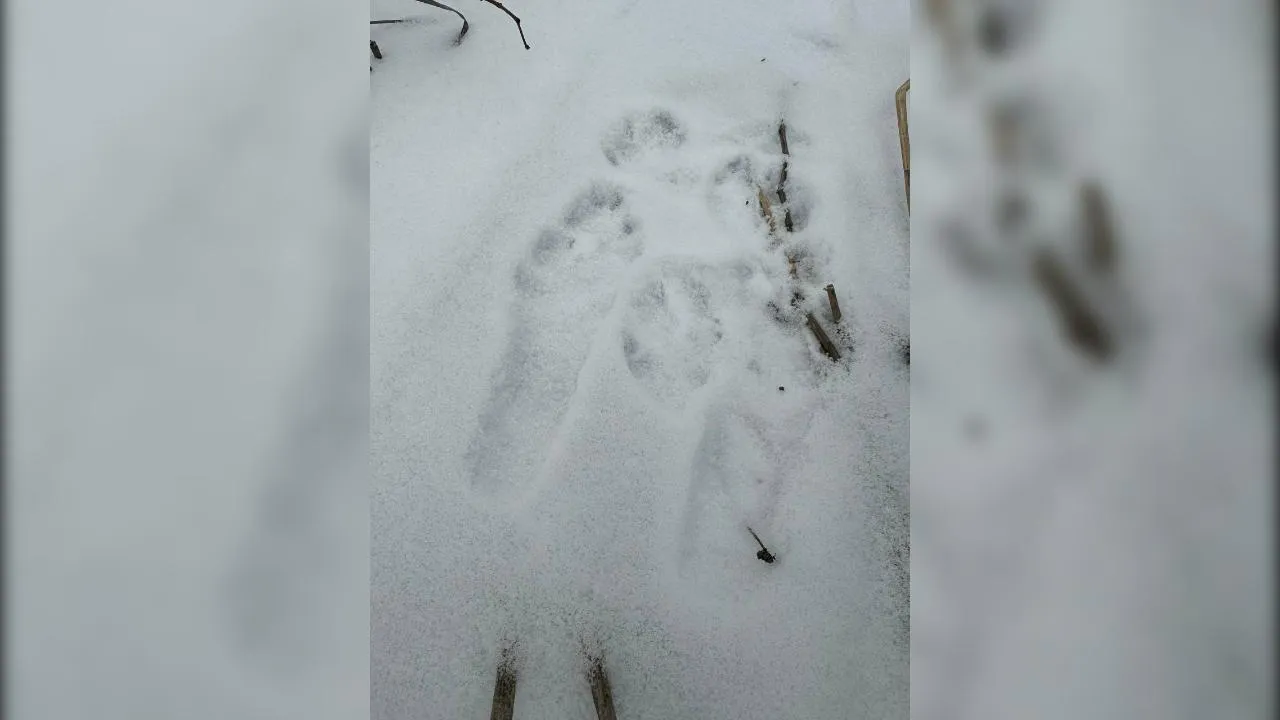 пресс-служба нацпарка "Лосиный остров"