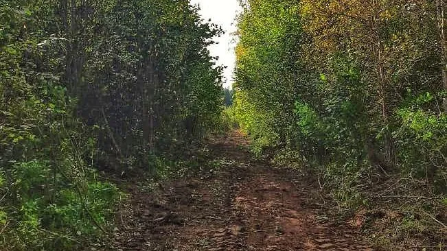 Комитет лесного хозяйства Московской области