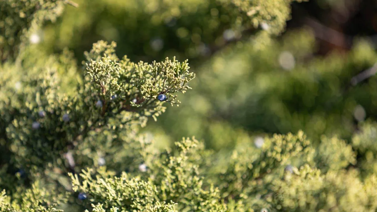 REGIONS/Роман Малышенко